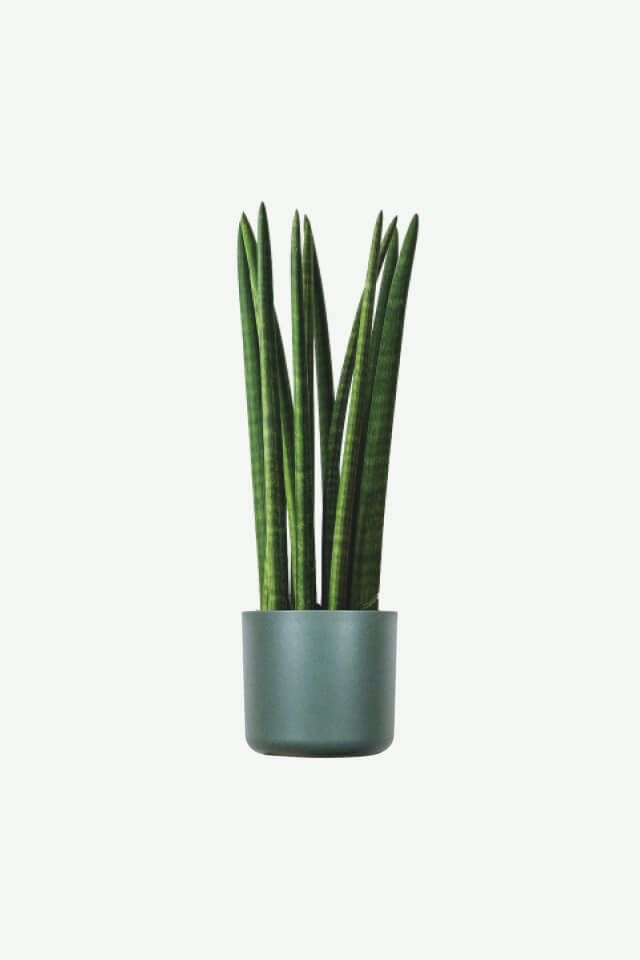 plants-ecommerce-product-featured-img-10 plants ecommerce product featured img 10
