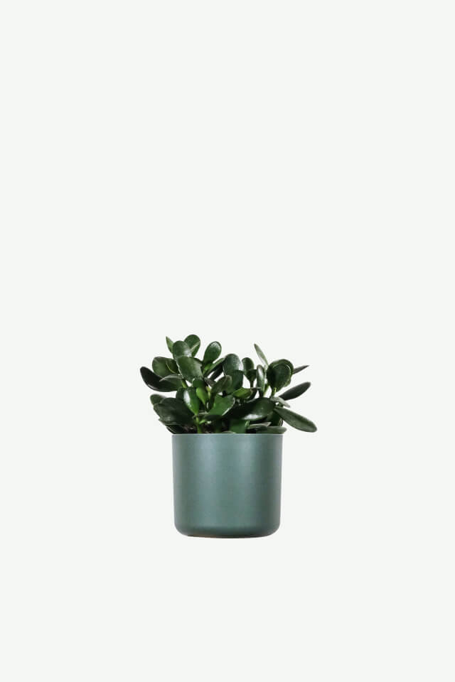 plants-ecommerce-product-featured-img-2 plants ecommerce product featured img 2