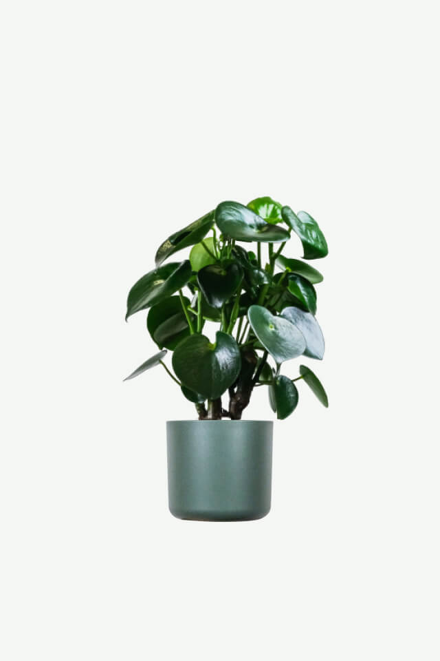 plants-ecommerce-product-featured-img-6 plants ecommerce product featured img 6