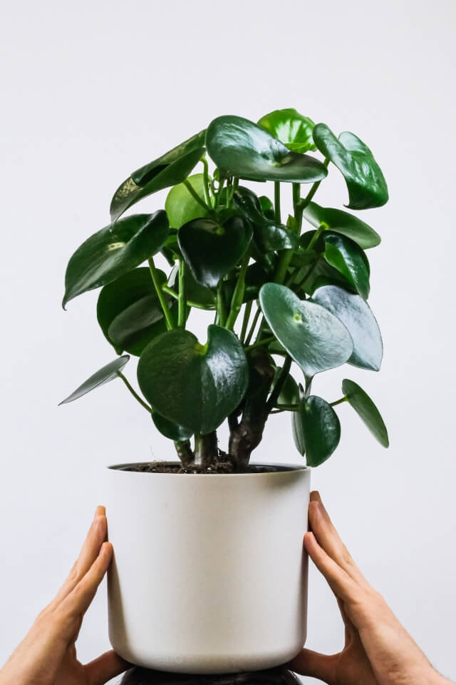 plants-shop-product-gallery-img-2 plants shop product gallery img 2